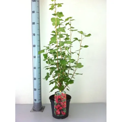 Pflanzen Blutjohannisbeere King Edward 3 l Container – Bild 1