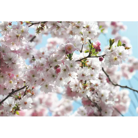 KOMAR Fotomurale Spring, Multicolore 368X254 cm – immagine 1