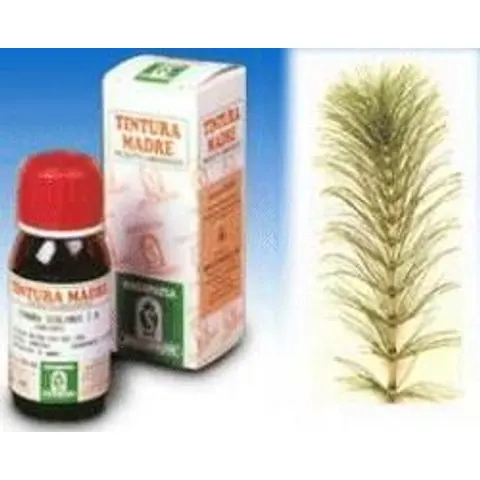 SPECCHIASOL Srl EQUISETUM ARV. TM 50ml – immagine 1