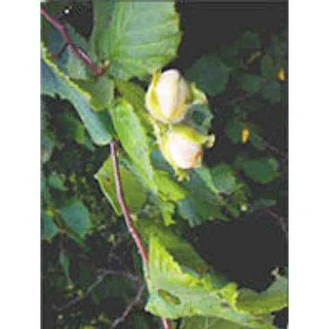 Herboplanet Msa Corylus Avellana 50ml – immagine 1