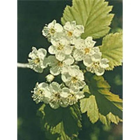 Herboplanet Msa Crataegus Oxyaca 50ml – immagine 1