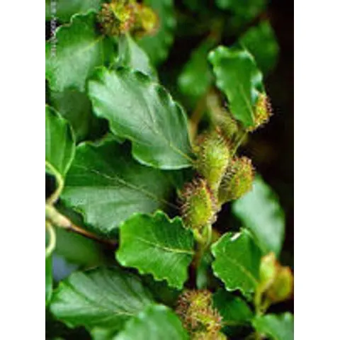 Herboplanet Msa Fagus Sylvatica 50ml – immagine 1