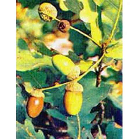 Herboplanet Msa Quercus Peduncol 50ml – immagine 1