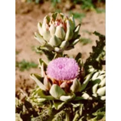 Herboplanet Tsa Cynara Scolymus 50ml – immagine 1