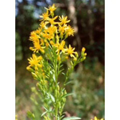Herboplanet Tsa Solidago Virgaurea 50ml – immagine 1
