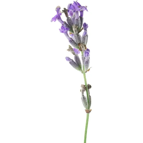 Natural Heroes - Lavendel EO - Lavandula stoechas subsp. Luisieri 30 ml – afbeelding 1