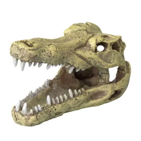 Europet Bernina Crâne de crocodile – image 1