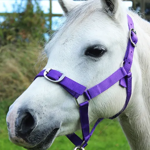 Gallop Headcollar & Lead Rope Set - Purple / Cob – image 1