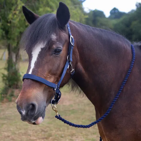 Gallop Equestrian Padded Headcollar – 105850785 – image 1