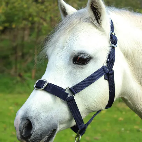 Gallop Equestrian Headcollar & Leadrope Set – 105850848 – image 1