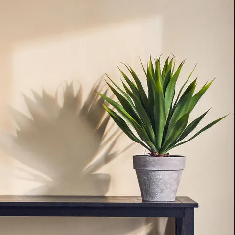 Fiori Agave Succulent – image 1