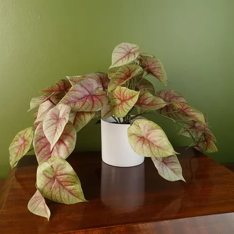 30cm Artificial Pink Caladium Potted Trailing Plant Realistic – image 1