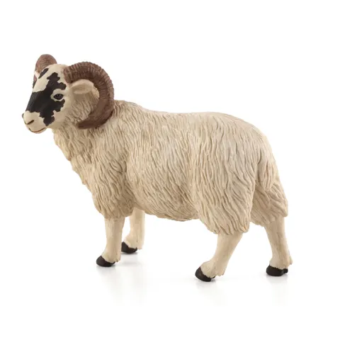Black Faced Sheep (Ram) – image 1
