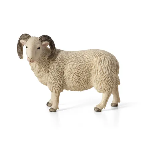 Sheep (Ram) – image 1