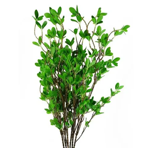 Pack of 6 x 100cm Mini Leaf Ficus Stem – image 1