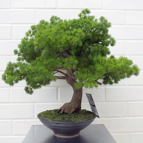 50cm Artificial Luxury Pine Bonsai Tree Green One Size – image 1
