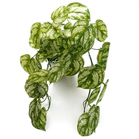 35cm Artificial Trailing Light Green Plant – image 1