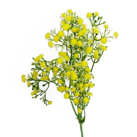 55cm Gypsophila Yellow Stem – image 1