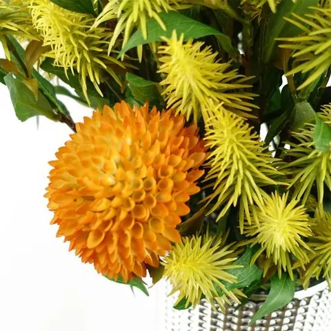 55cm Callistemon Pallidus Yellow Bottle Brush Stem – image 1
