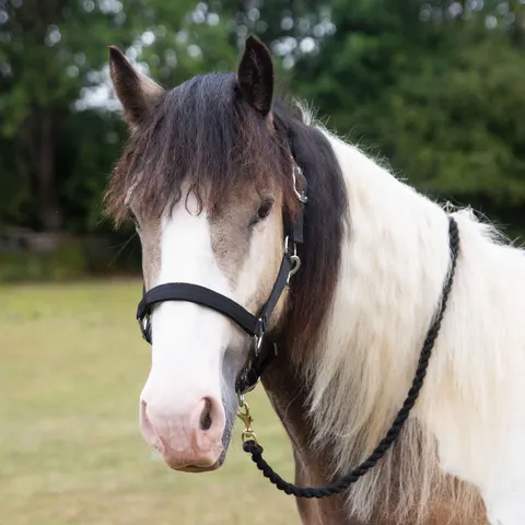 Gallop equestrian padded headcollar – image 2