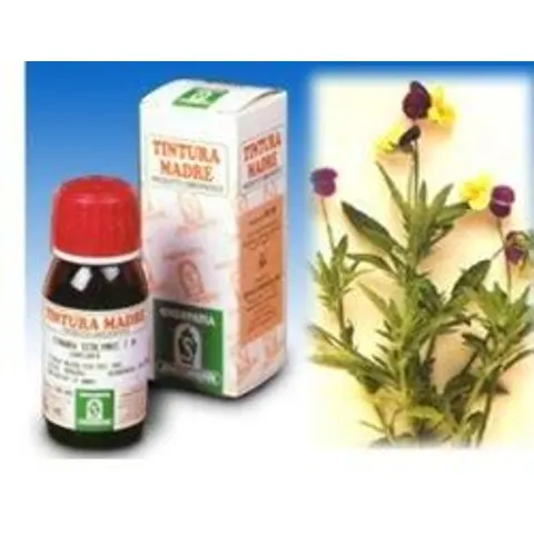 SPECCHIASOL Srl PEUMUS BOLDUS TM 50ml – immagine 4