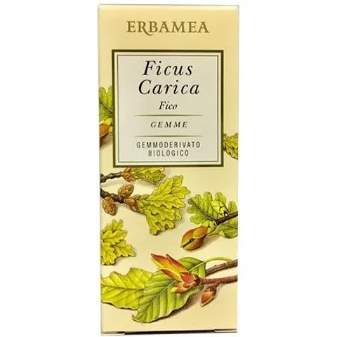 Ficus Carica Gemme Erbamea – immagine 2