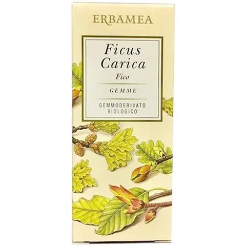 Ficus Carica Gemme Erbamea – immagine 3
