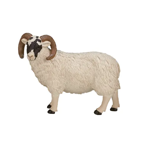 Black Faced Sheep (Ram) – image 2